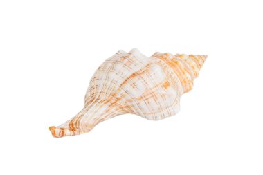 Deniz kabuğu beyaz arka planda izole edilmiş. Deniz kabuğu üst görüntüsünü kapat.