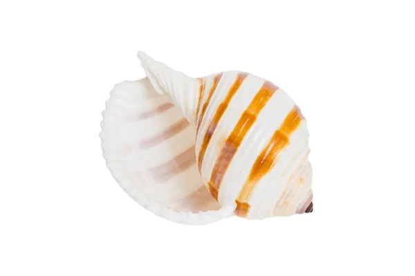 Sea Shell Isolated White Background Close Seashell Top View — ストック写真