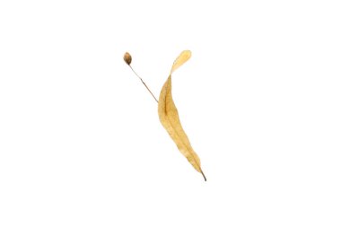 Sonbahar kuru kahverengi ıhlamur çayı. ıhlamur yaprakları. Sonbaharın sıcak renkleri izole edilmiş üst görünüm.