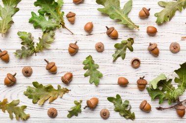 Renkli arka planda yeşil meşe yaprakları ve meşe palamudu olan dal, üst görünümü kapat.