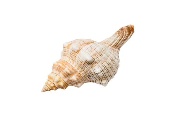 ม้า conch Stockfotos, lizenzfreie ม้า conch Bilder | Depositphotos