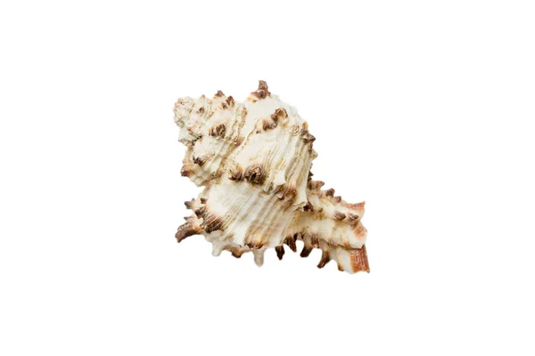 被白色背景隔离的海贝壳 关闭海谢尔顶部视图 — 图库照片