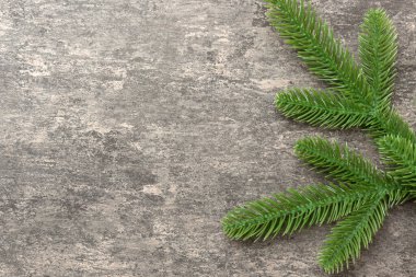 Reklam metinleri için fotokopi alanı olan bir Noel tatili. Renkli arka planda Firavun dalları. Düz yatış, üst görünüm.