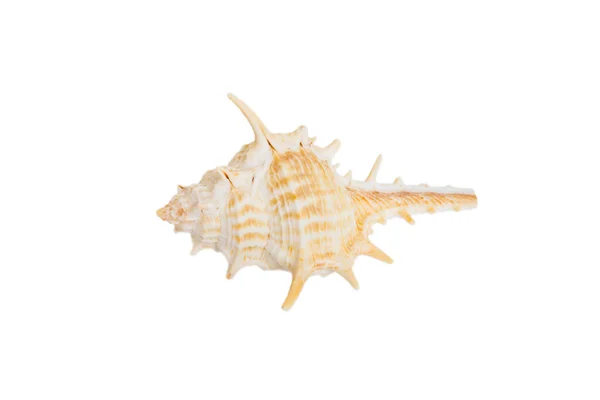 被白色背景隔离的海贝壳 关闭海谢尔顶部视图 — 图库照片