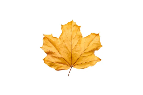 秋天枯黄的枫叶 秋高望远的暖色调 — 图库照片