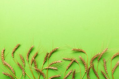 Buğday yaprağı kulakları kapanıyor ve tohumlar renkli arkaplanda. Doğal tahıl bitkisi, hasat zamanı konsepti. Üst manzara, fotokopi alanı olan düz bir yer. dünya buğday krizi.