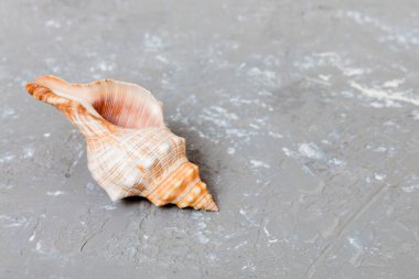 Beach seashells on colored background. Mock up with copy space.