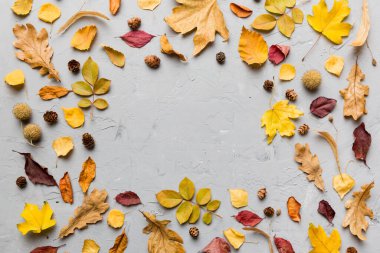 Masadaki kurumuş yapraklar, koniler ve meşe palamutlarından oluşan sonbahar kompozisyonu. Düz yatış, üst görünüm.