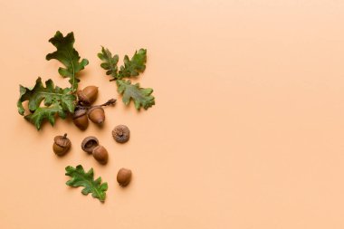 Renkli arka planda yeşil meşe yaprakları ve meşe palamudu olan dal, üst görünümü kapat.