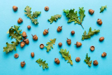 Renkli arka planda yeşil meşe yaprakları ve meşe palamudu olan dal, üst görünümü kapat.