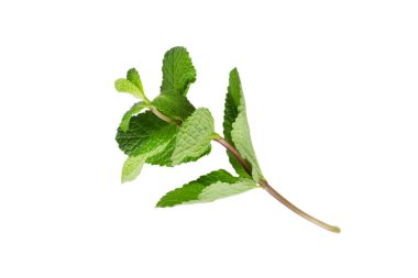 Taze yeşil nane yaprakları beyaz arka planda izole, üst görünüm.