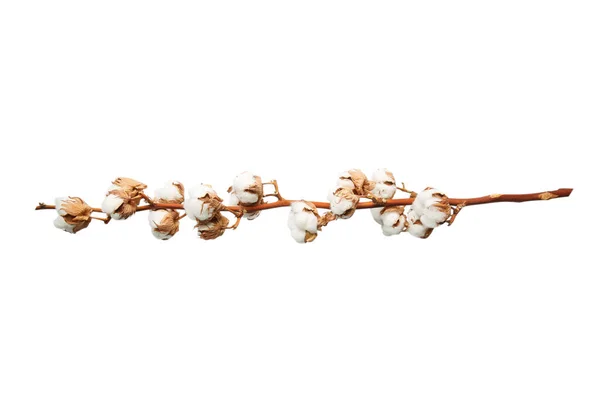 Rama Algodón Natural Grande Sobre Fondo Blanco Delicadas Flores Algodón — Foto de Stock