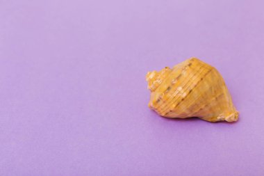 Renkli arka planda plaj deniz kabukları. Kopyalama alanı kullan.