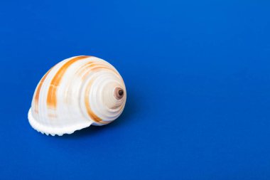 Renkli arka planda plaj deniz kabukları. Kopyalama alanı kullan.