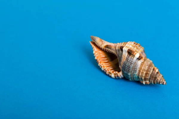 Conchiglie Spiaggia Sfondo Colorato Fingere Con Spazio Copia — Foto Stock