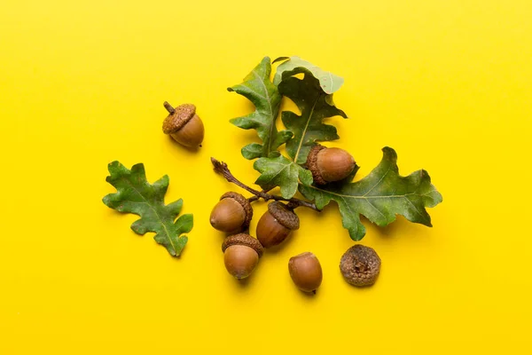 Rama Con Hojas Roble Verde Bellotas Sobre Fondo Color Vista — Foto de Stock