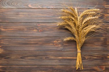 Buğday yaprağı kulakları kapanıyor ve tohumlar renkli arkaplanda. Doğal tahıl bitkisi, hasat zamanı konsepti. Üst manzara, fotokopi alanı olan düz bir yer. dünya buğday krizi.