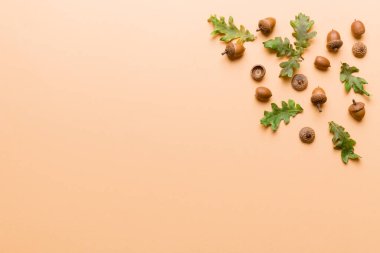 Renkli arka planda yeşil meşe yaprakları ve meşe palamudu olan dal, üst görünümü kapat.