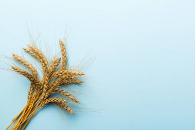 Buğday yaprağı kulakları kapanıyor ve tohumlar renkli arkaplanda. Doğal tahıl bitkisi, hasat zamanı konsepti. Üst manzara, fotokopi alanı olan düz bir yer. dünya buğday krizi.