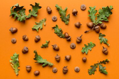 Renkli arka planda yeşil meşe yaprakları ve meşe palamudu olan dal, üst görünümü kapat.