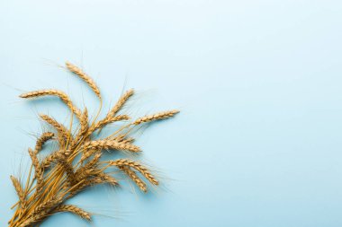 Buğday yaprağı kulakları kapanıyor ve tohumlar renkli arkaplanda. Doğal tahıl bitkisi, hasat zamanı konsepti. Üst manzara, fotokopi alanı olan düz bir yer. dünya buğday krizi.
