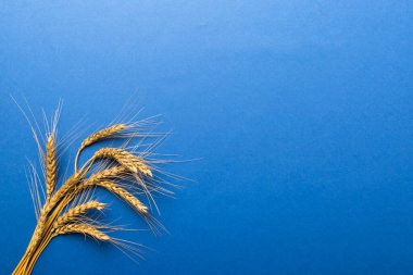 Buğday yaprağı kulakları kapanıyor ve tohumlar renkli arkaplanda. Doğal tahıl bitkisi, hasat zamanı konsepti. Üst manzara, fotokopi alanı olan düz bir yer. dünya buğday krizi.