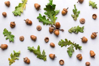 Renkli arka planda yeşil meşe yaprakları ve meşe palamudu olan dal, üst görünümü kapat.