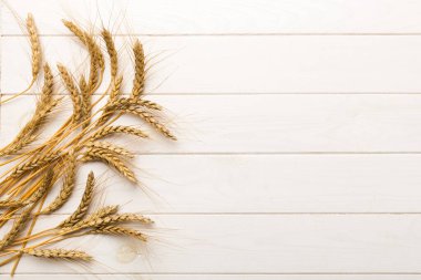 Buğday yaprağı kulakları kapanıyor ve tohumlar renkli arkaplanda. Doğal tahıl bitkisi, hasat zamanı konsepti. Üst manzara, fotokopi alanı olan düz bir yer. dünya buğday krizi.