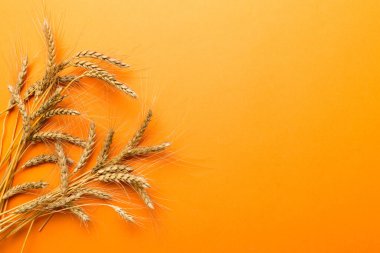 Buğday yaprağı kulakları kapanıyor ve tohumlar renkli arkaplanda. Doğal tahıl bitkisi, hasat zamanı konsepti. Üst manzara, fotokopi alanı olan düz bir yer. dünya buğday krizi.