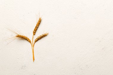 Buğday yaprağı kulakları kapanıyor ve tohumlar renkli arkaplanda. Doğal tahıl bitkisi, hasat zamanı konsepti. Üst manzara, fotokopi alanı olan düz bir yer. dünya buğday krizi.