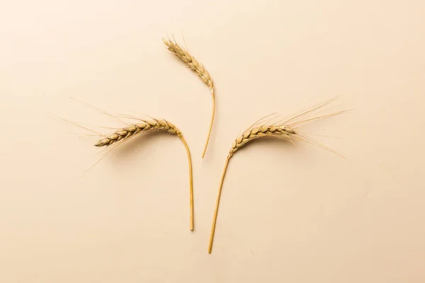 Sheaf of wheat ears close up and seeds on colored background. Natural cereal plant, harvest time concept. Top view, flat lay with copy space. world wheat crisis.