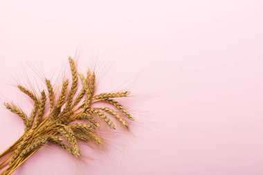 Buğday yaprağı kulakları kapanıyor ve tohumlar renkli arkaplanda. Doğal tahıl bitkisi, hasat zamanı konsepti. Üst manzara, fotokopi alanı olan düz bir yer. dünya buğday krizi.