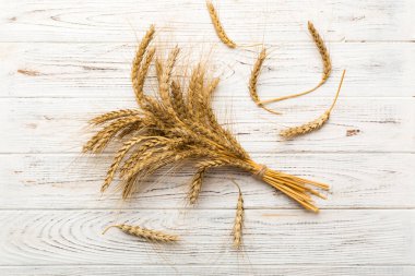 Buğday yaprağı kulakları kapanıyor ve tohumlar renkli arkaplanda. Doğal tahıl bitkisi, hasat zamanı konsepti. Üst manzara, düz yatış. dünya buğday krizi.