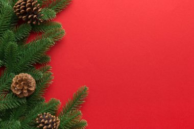 Reklam metinleri için fotokopi alanı olan bir Noel tatili. Firavun dalları ve arka planda çam kozalakları. Düz yatış, üst görünüm.