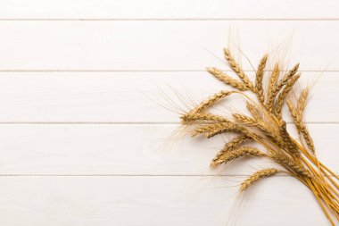 Buğday yaprağı kulakları kapanıyor ve tohumlar renkli arkaplanda. Doğal tahıl bitkisi, hasat zamanı konsepti. Üst manzara, fotokopi alanı olan düz bir yer. dünya buğday krizi.