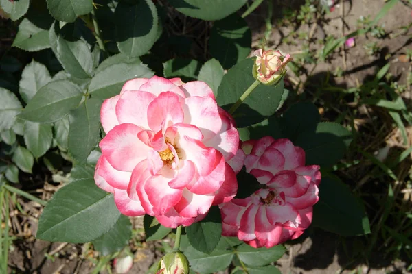Spray Ogrodowy Różowe Róże Zamknąć Zielone Liście Gałęziach Jasne Świeże — Zdjęcie stockowe