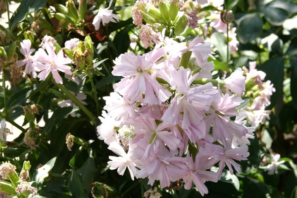 Saponaria Ramuri Medicinale Vânt Flori Roz Vară Articol Despre Înflorire — Fotografie, imagine de stoc