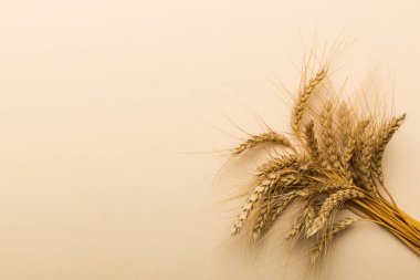 Buğday yaprağı kulakları kapanıyor ve tohumlar renkli arkaplanda. Doğal tahıl bitkisi, hasat zamanı konsepti. Üst manzara, fotokopi alanı olan düz bir yer. dünya buğday krizi.