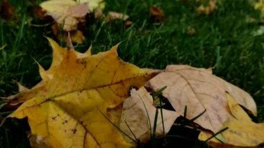 Parktaki yeşil çimenli ve yapraklı sonbahar manzarasına bakın, insanlar tarafından çıkarılmış arka planda. Parkta sonbahar günü, gezinen insanlar, düşen yapraklara dikkatle odaklan..