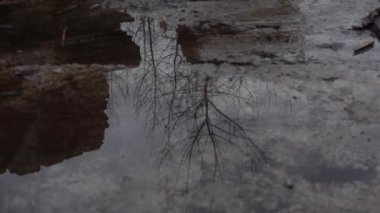 Gökyüzü ve ağaçların yağmur birikintisinde soyut bir yansıma. Su birikintisindeki yağmur damlaları. Yapraksız kışın siyah silueti ya da bahar ağacı şehir parkındaki su birikintisinin yüzeyine yansıyor..