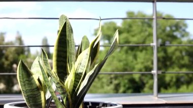 Sansevieria beyaz bir saksının içinde açık havada yaz gökyüzünün arka planında.