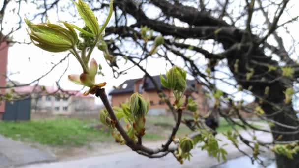 Closeup View Video Footage Beautiful Blooming Young Branches Leaves Chestnut — Vídeos de Stock