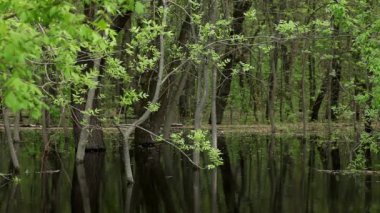 İlkbahar seli sırasında nehir suyu ile yaprak döken orman. Bahar mevsimi ve sel tehlikesi. Birçok ilkbahar yeşil ağaçları ve suyla kaplı topraklar.