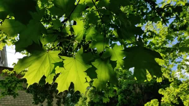 Свежая Листва Весеннего Кленового Дерева Изолирована Солнечном Голубом Фоне Неба — стоковое видео