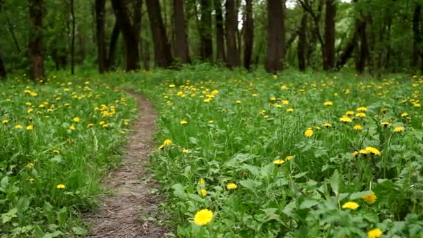 Piękne Żółte Dmuchawce Parku Sezonowa Scena Naturalna — Wideo stockowe