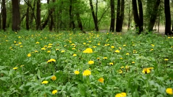 Schöne Aussicht Auf Den Frühlingspark Mit Löwenzahndickicht Und Gras Ländliche — Stockvideo