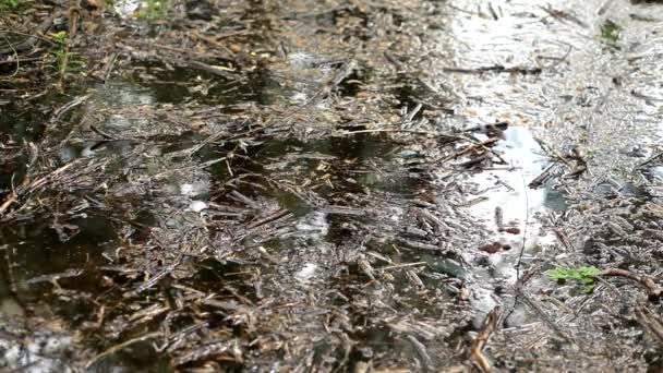 Establishing Shot Marsh Quiet Morning Afternoon Still Lake Surface Wilderness — Stock Video