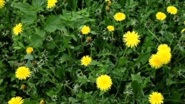 Yeşil çimenli sarı karahindiba çiçeklerini yukarıdan izle.