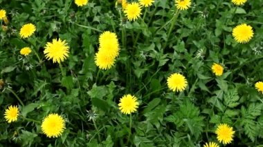 Çayırda güzel sarı karahindibalar. Mevsimsel doğal sahne. Yukarıdan bak Sarı karahindiba.