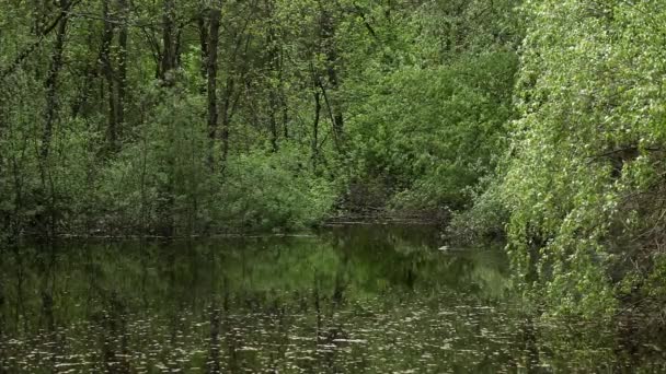 Étang Printemps Avec Des Canards Sauvages Flottants Forêt Décidue Inondée — Video